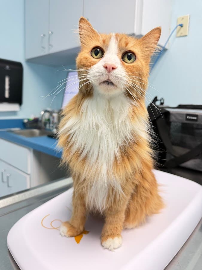 South Broward Animal Hospital — foto