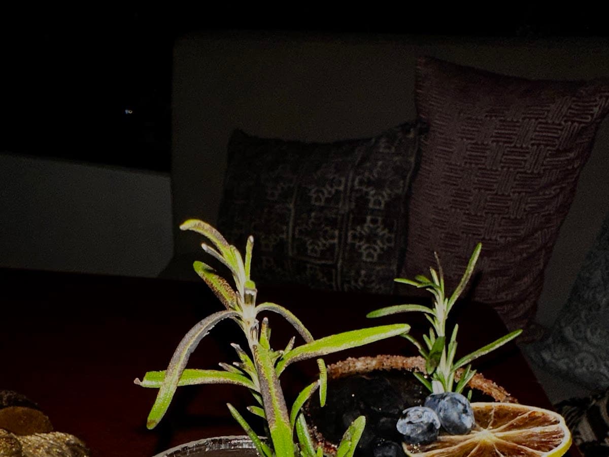 Septimo | Restaurante italiano barranquilla — foto