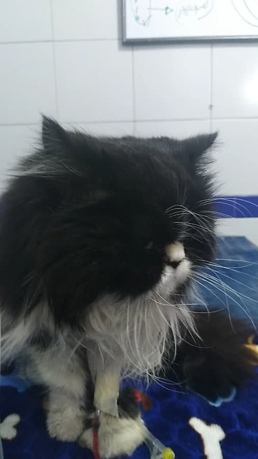 Clínica Veterinaria Normandia — foto