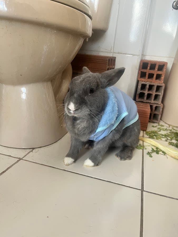Veterinaria Tu MejorPata — foto
