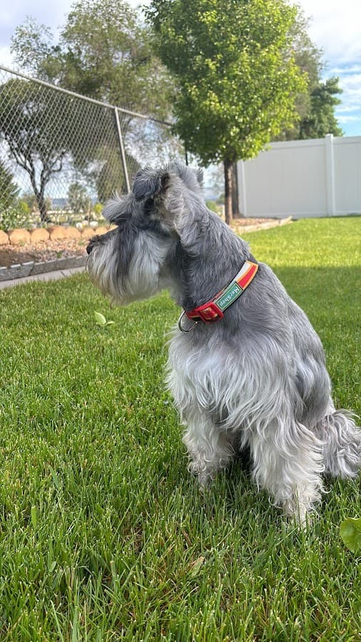 MASCOCLINICA CLINICA VETERINARIA — foto