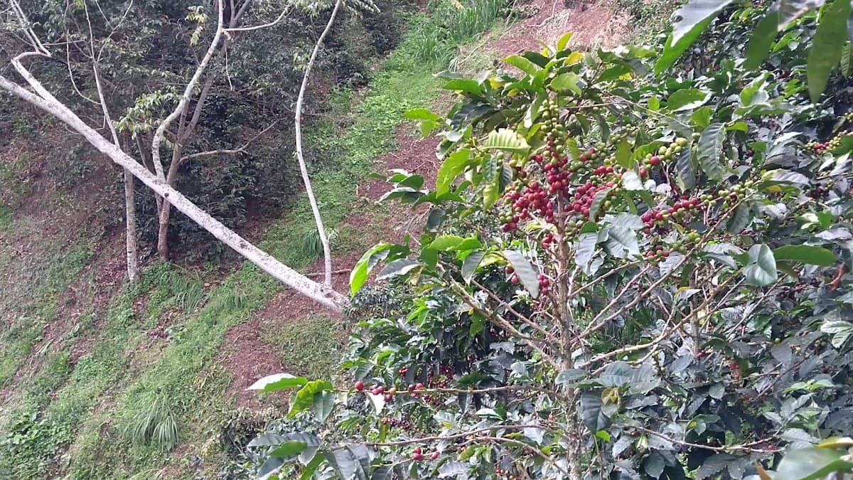 Café Tío Conejo. Finca — foto