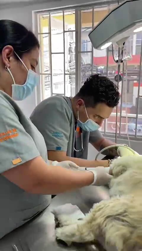 Asvet Clínica veterinaria — foto