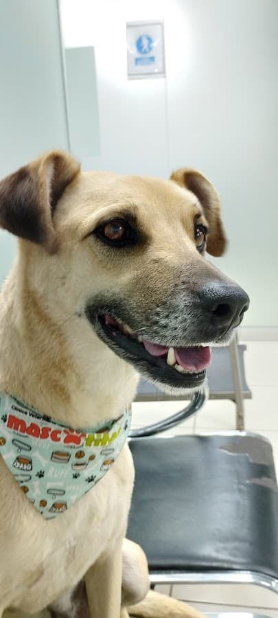 Clinica Veterinaria Mascotitas — foto