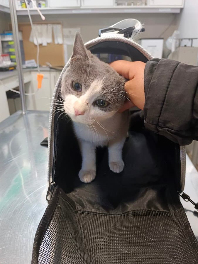 Lazzy Vet - Clínica Veterinaria Principal