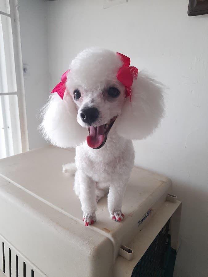 Centro veterinario canis — foto