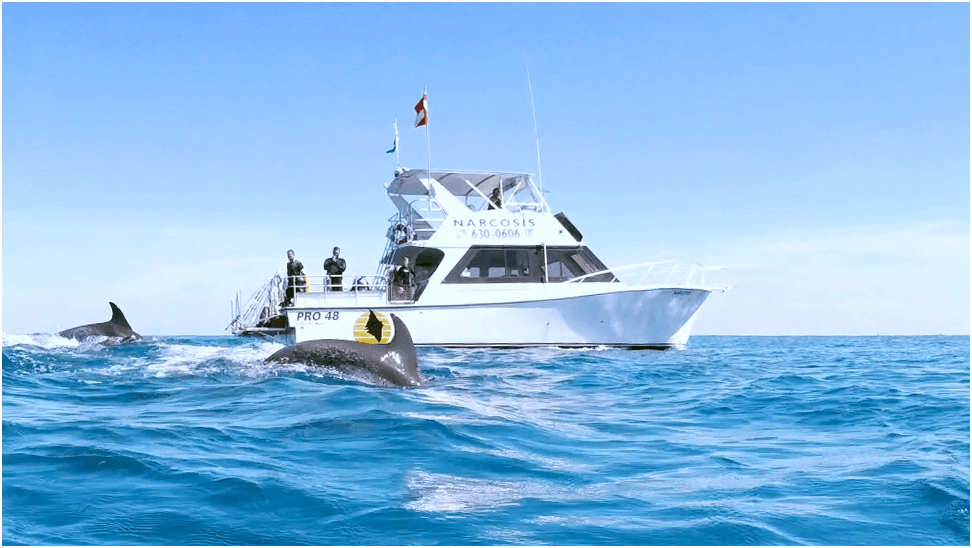 Narcosis Dive Company
