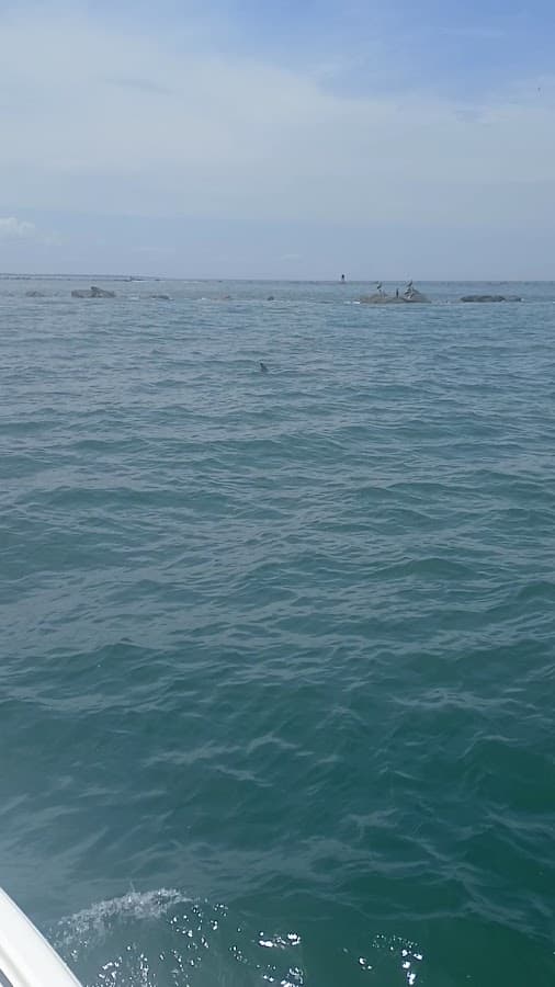 Dolphin Tours Jacksonville — foto