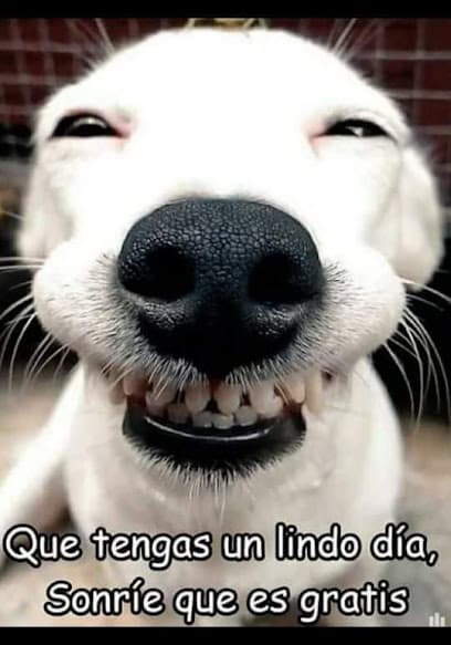San Roque Veterinaria — foto