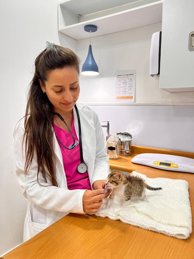 Gattos Clinica Especializada en Medicina Felina