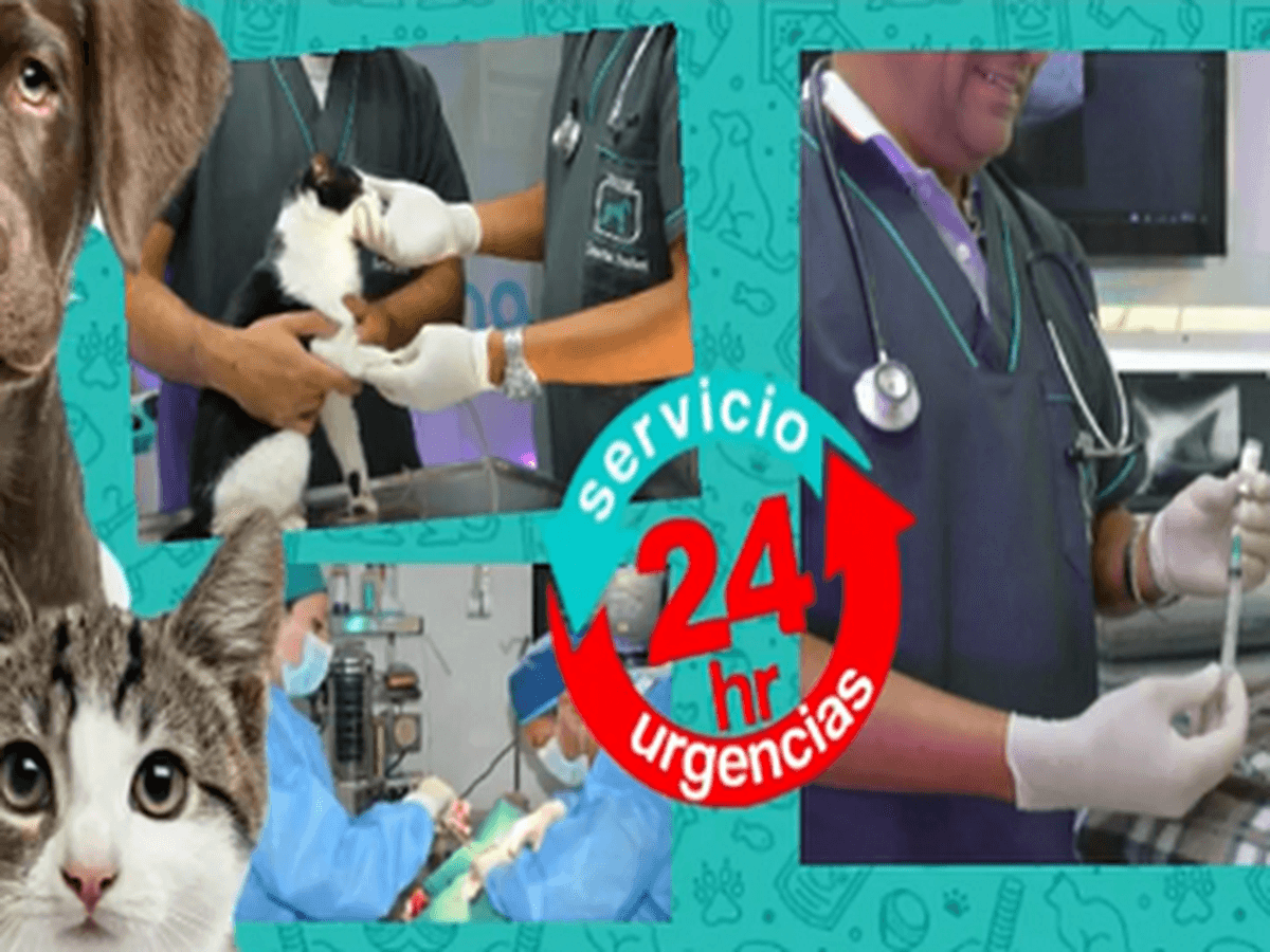 Urgencias veterinarias 24 horas Clínica Raza - Santa Isabel — foto