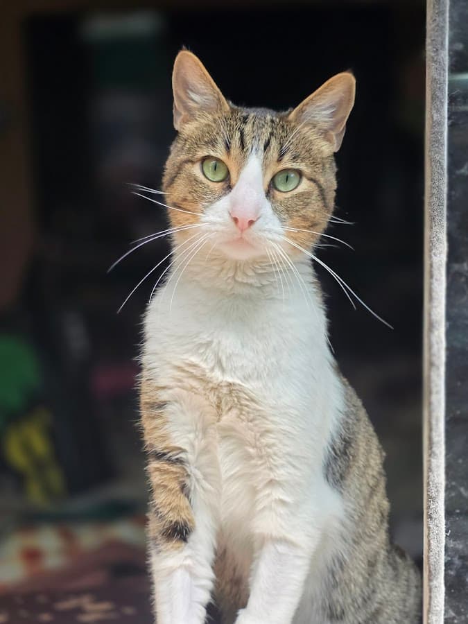Clínica Veterinaria Milan