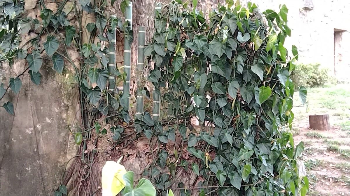 Zoológico de Cali — foto