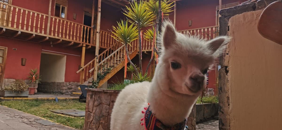 Loki Cusco — foto