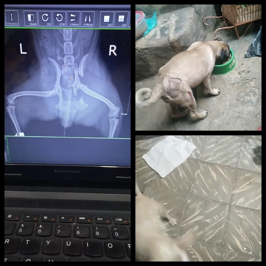 VETERINARIA A DOMICILIO EN NEIVA — foto
