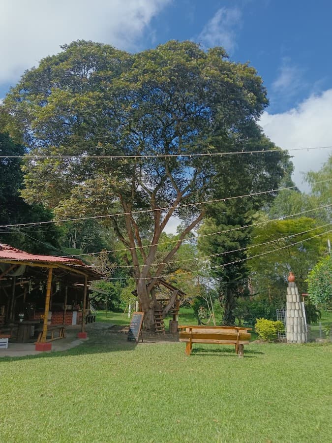 Amaranta
