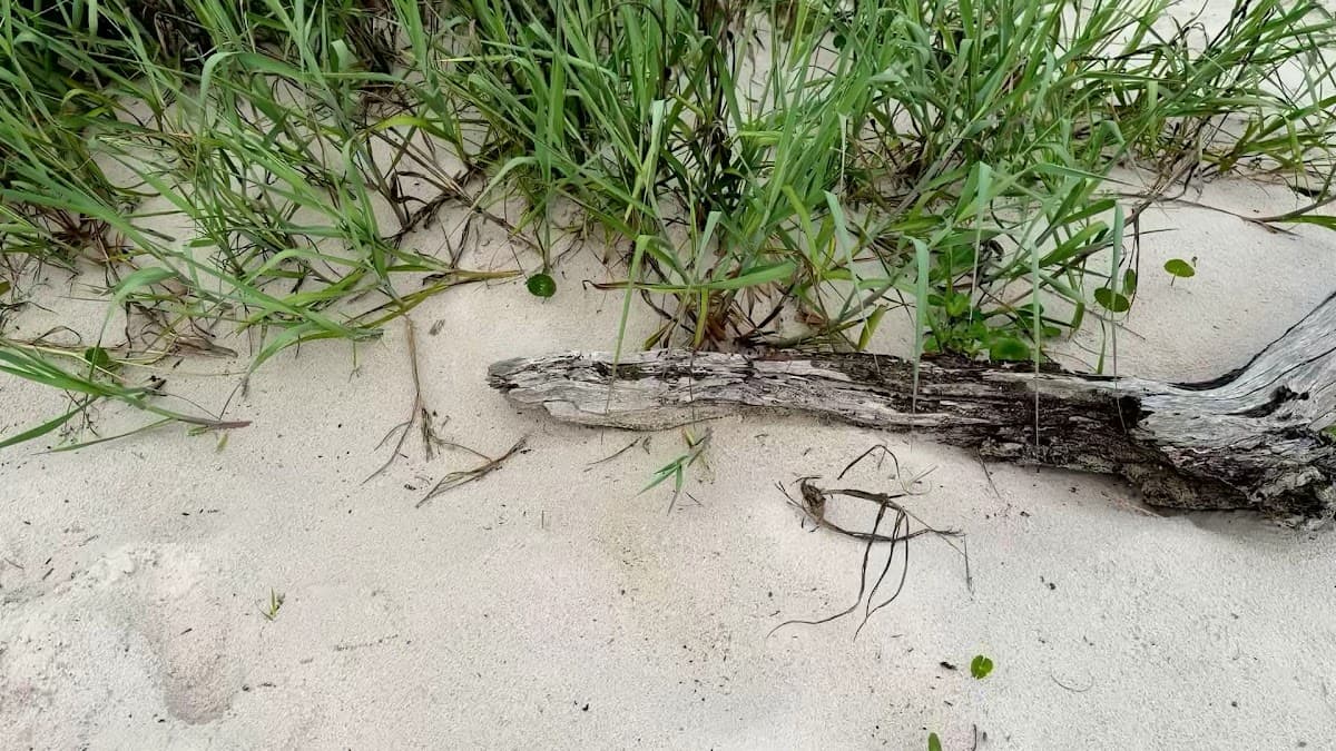 Big Talbot Island State Park — foto