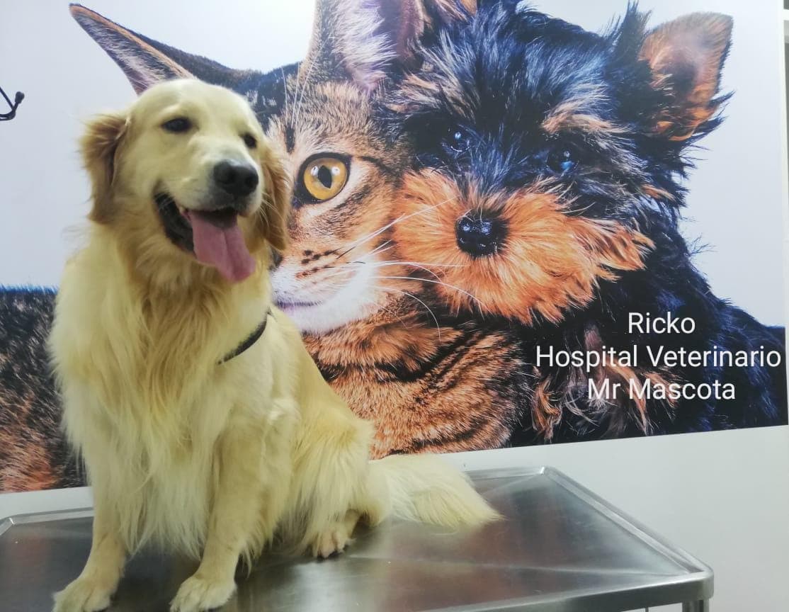 Hospital veterinario Mr mascotas — foto