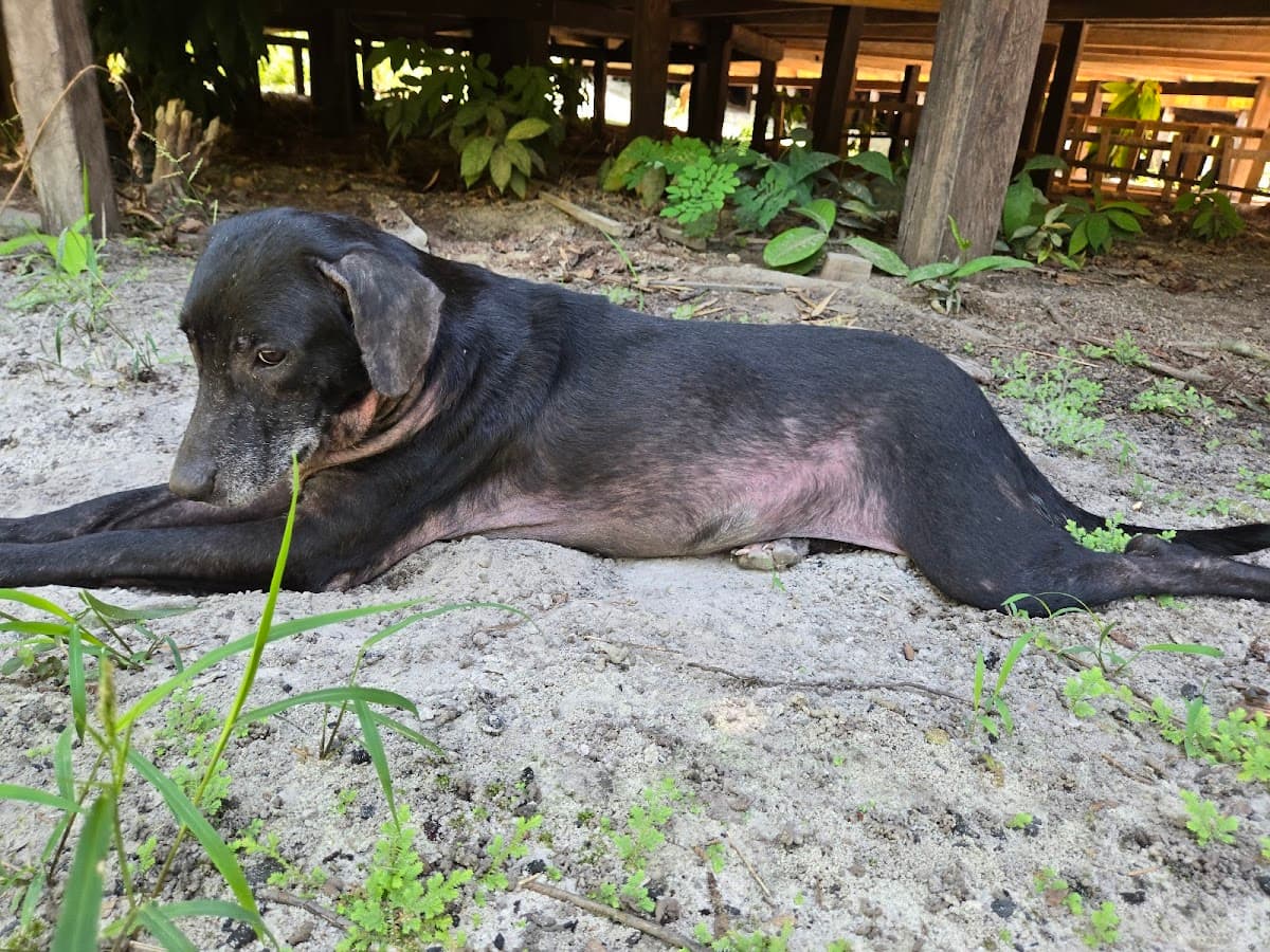 Amazon Cares Veterinaria
