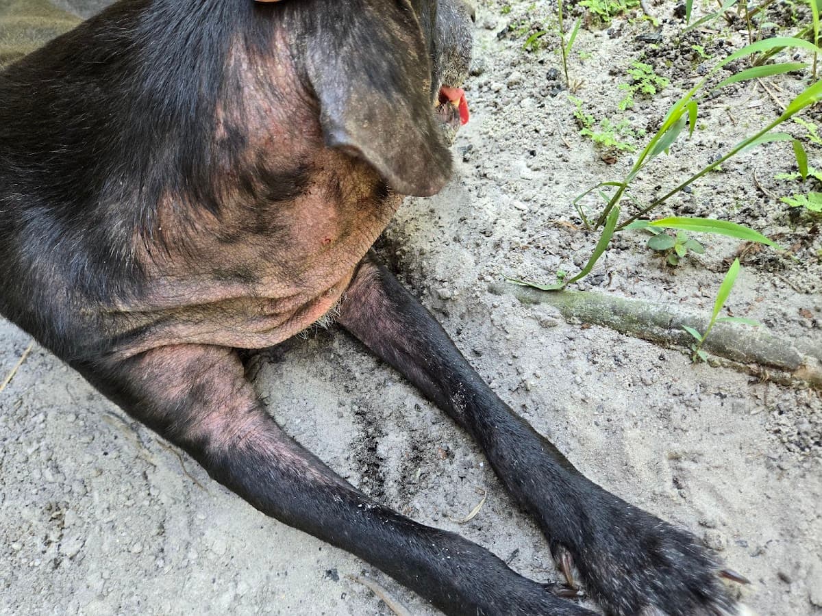Amazon Cares Veterinaria — foto