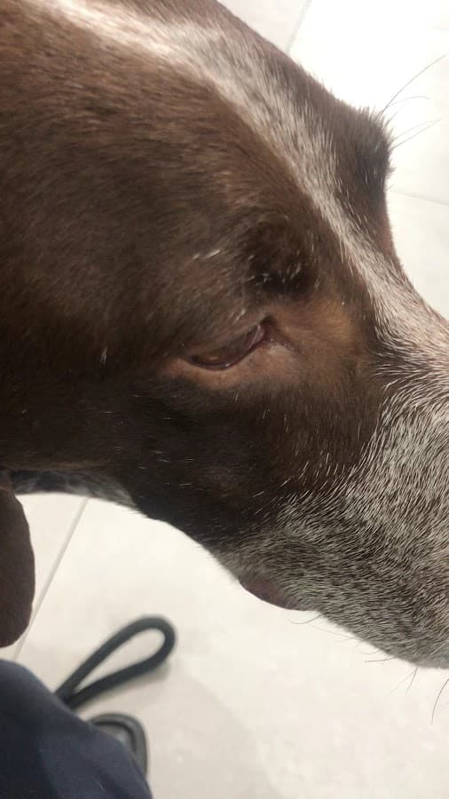 SOS Veterinaria — foto