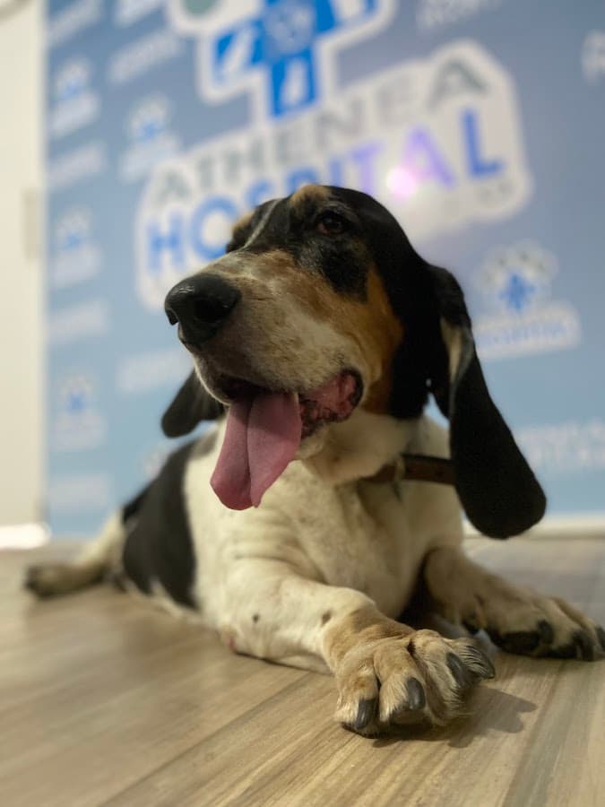 Athenea Hospital Veterinario Cali-Atencion mascotas 24 Horas Cali-Veterinario 24 horas Cali-veterinaria 24 horas