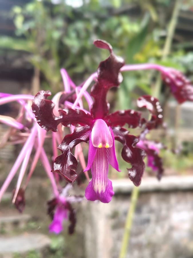Orquídeas del Tolima — foto