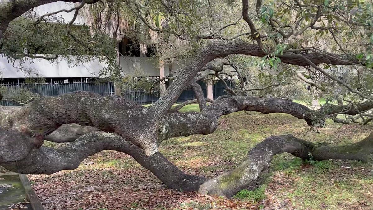 Jessie Ball DuPont Park — foto