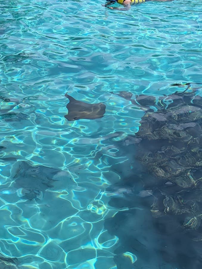 Discovery Cove — foto