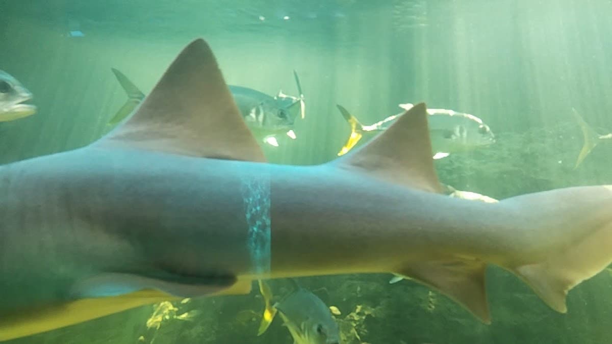 Acuario Mundo Marino — foto