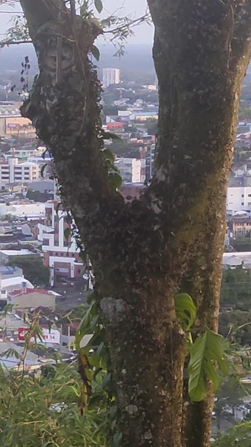 Mirador de Cristo Rey — foto