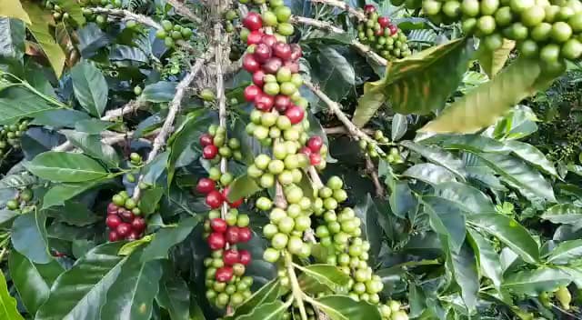 Maran Café Huila