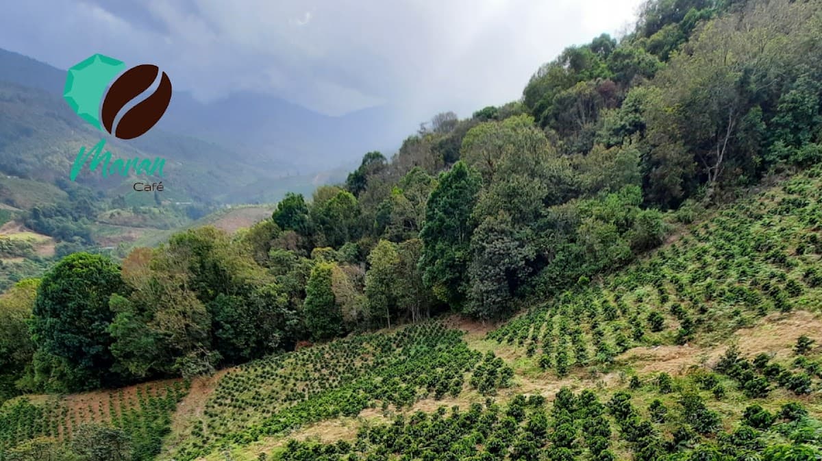 Maran Café Huila — foto