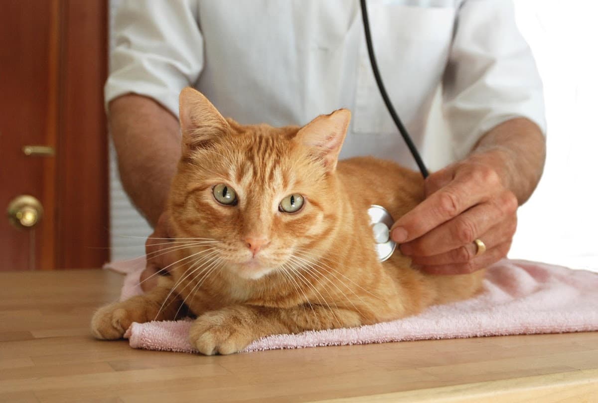 Banfield Pet Hospital — foto
