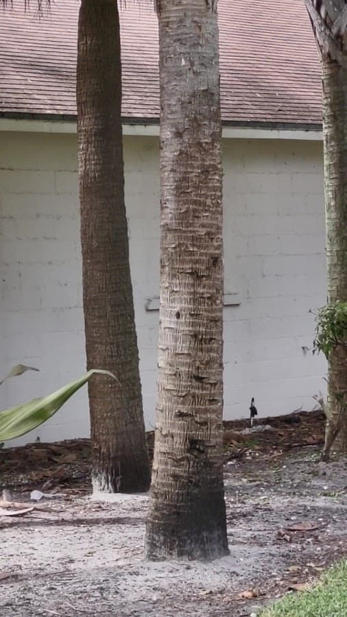 Flamingo Park — foto