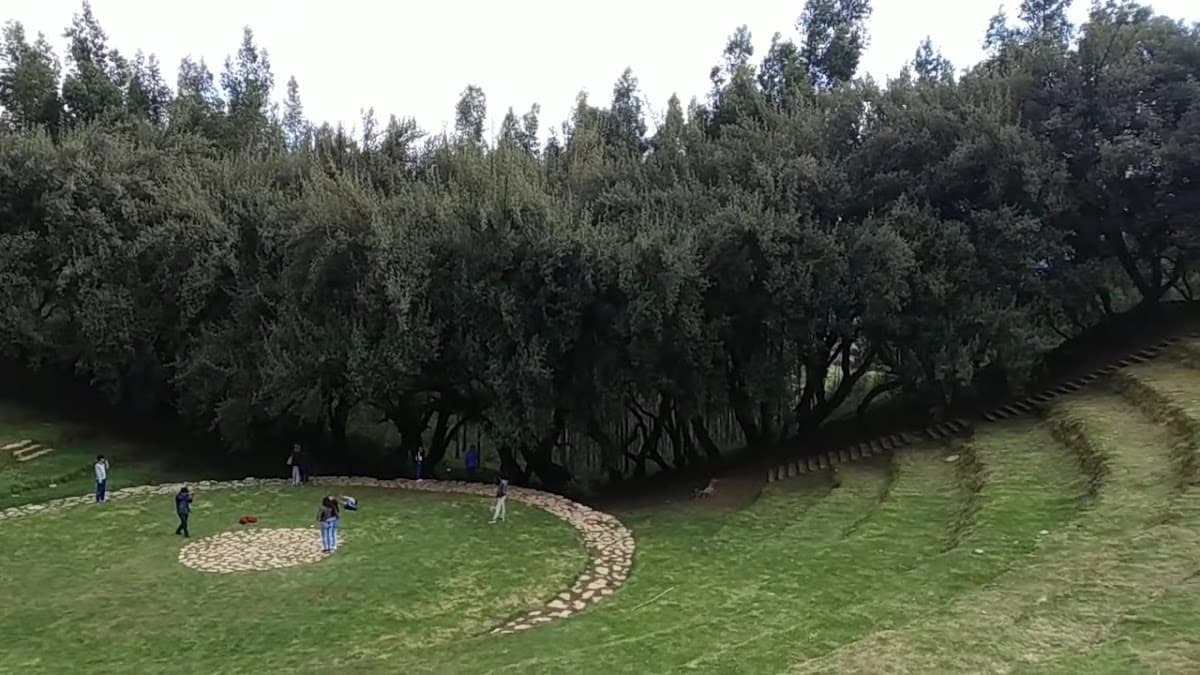 Bosque Dorado — foto