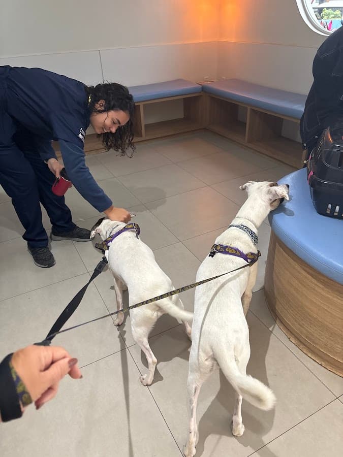 San Satri - Clínica e Hospital Veterinário | Emergência 24H — foto