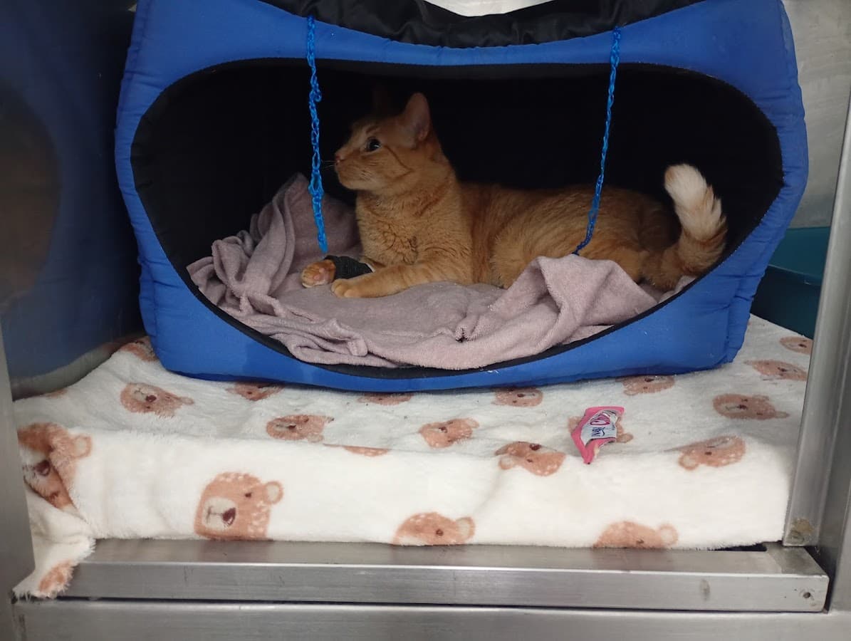 Castell Pet - Hospital Veterinario 24H — foto