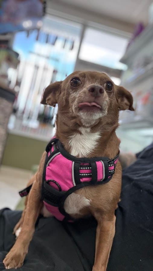 West Miami Animal Hospital — foto