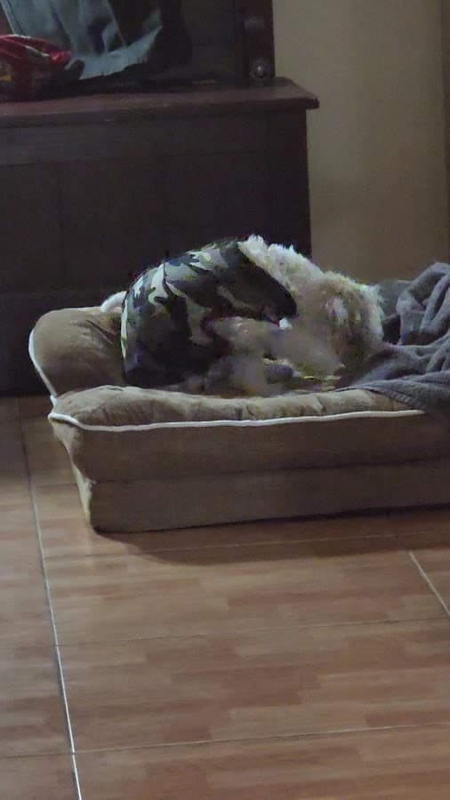 West Miami Animal Hospital — foto