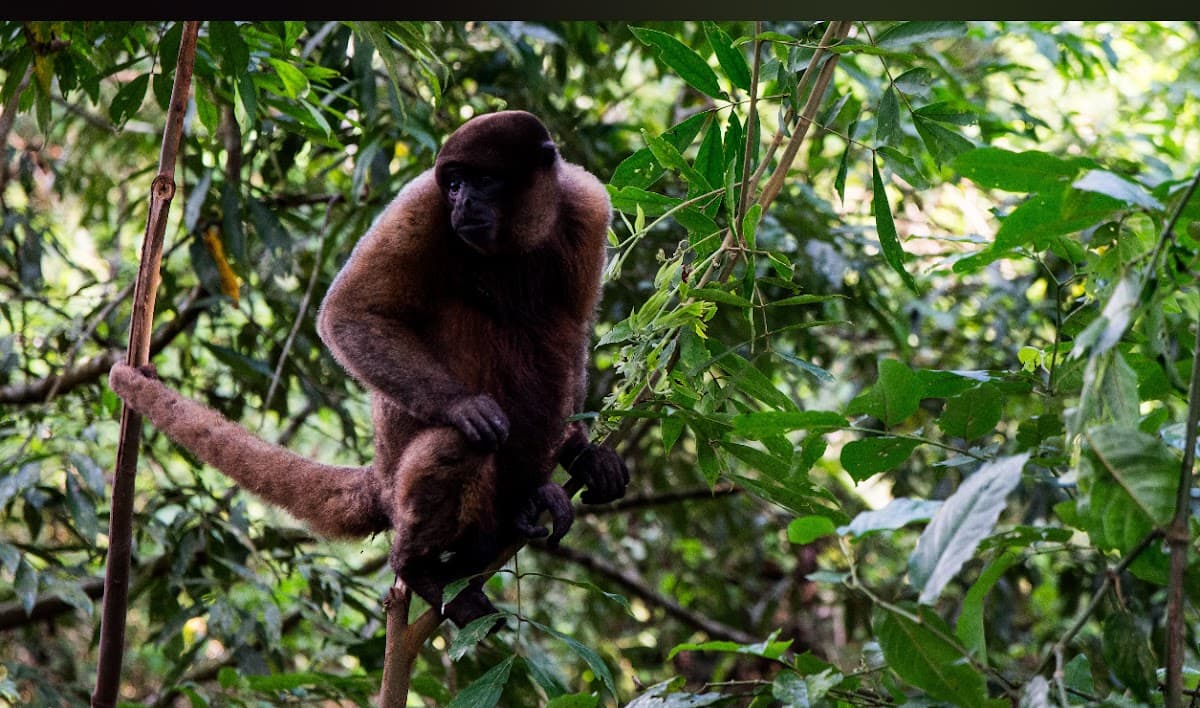 Ruth Amazon Expeditions — foto