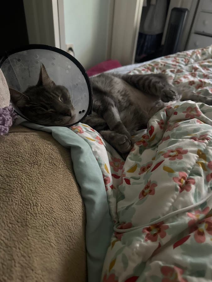 BluePearl Pet Hospital — foto