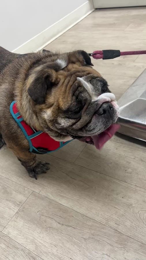 BluePearl Pet Hospital — foto