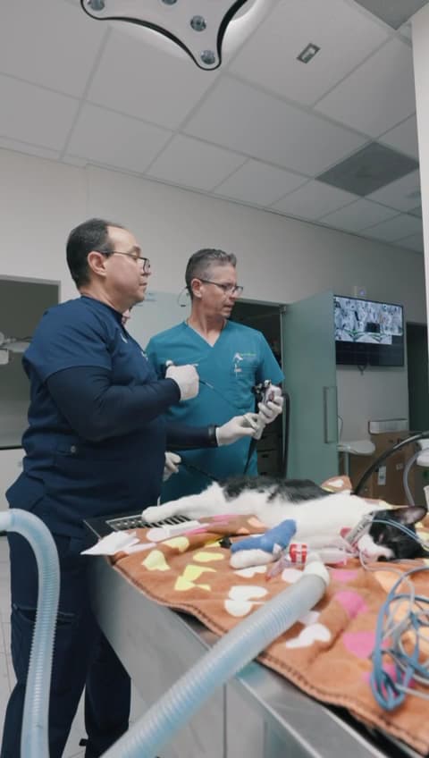 Animal Care & Surgical Hospital — foto