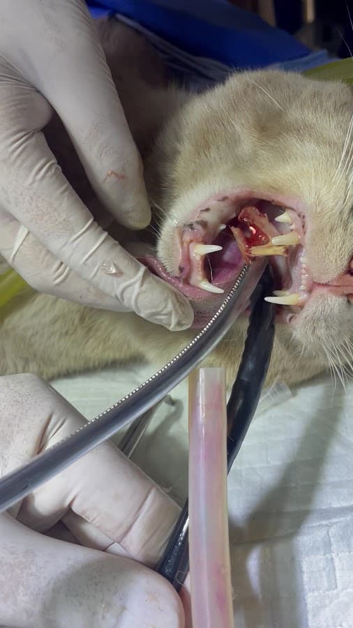 Avant Grand LAPAROSCOPIA Y ENDOSCOPIA VETERINARIA — foto