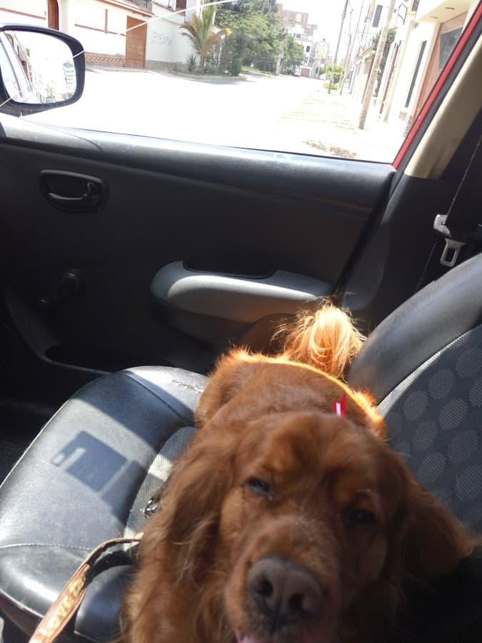 Veterinaria HNO DE ASIS — foto