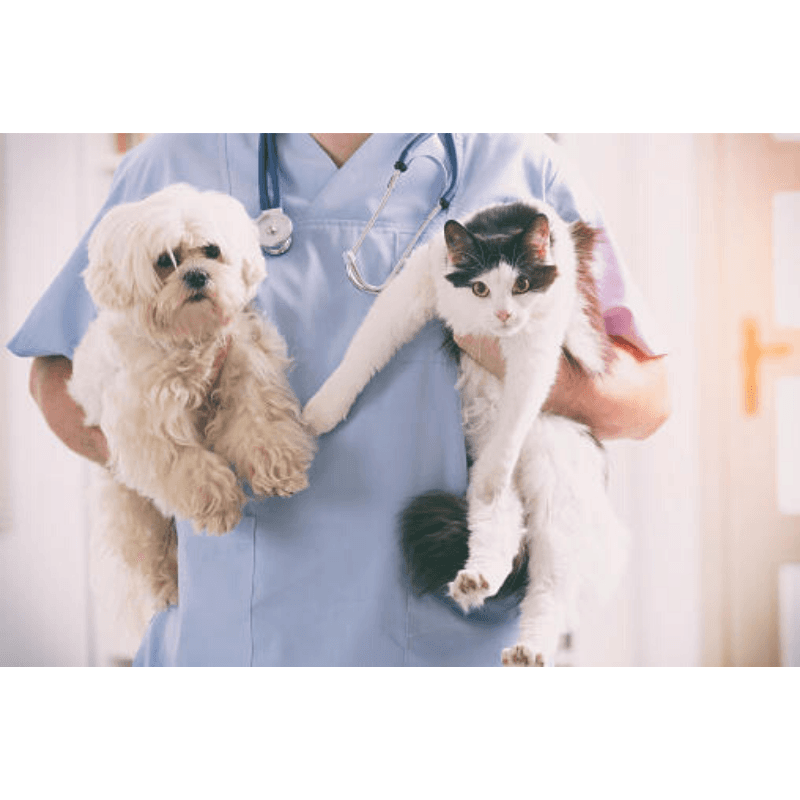 Veterinaria Medical Zoo