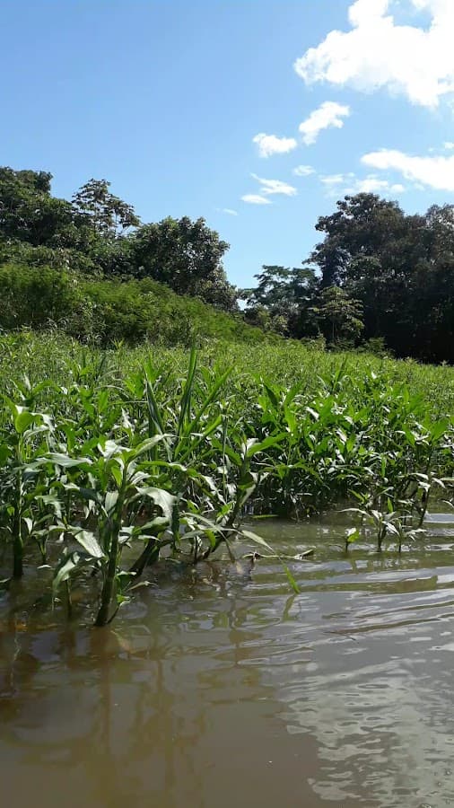 Amazon Green Treasure — foto