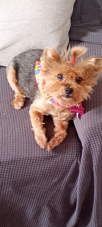 Clínica Veterinaria K-Ninos — foto