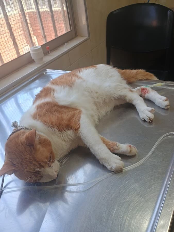 Clínica Veterinaria K-Ninos — foto